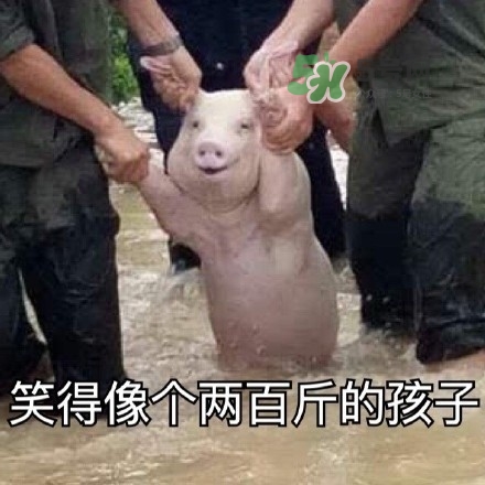 網(wǎng)紅小豬表情包為什么火了？網(wǎng)紅小豬表情包怎么火的？