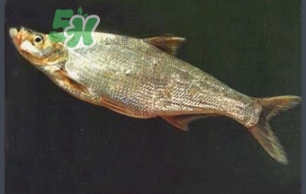 刁子魚是秋刀魚嗎？刁子魚是海魚嗎？