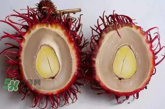 紅毛丹的核可以種嗎？紅毛丹的核怎么種