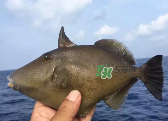 剝皮魚是什么魚？剝皮魚是深海魚嗎