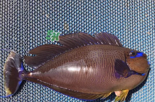 剝皮魚是什么魚？剝皮魚是深海魚嗎