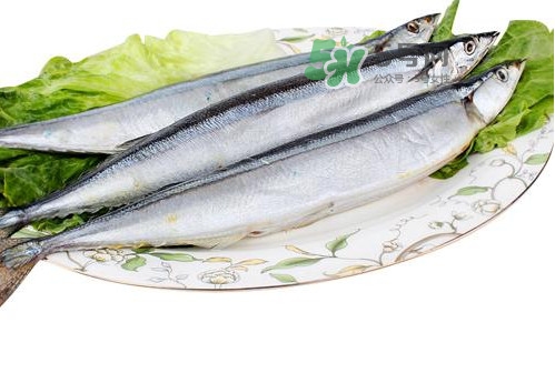 秋刀魚是海魚嗎？秋刀魚是淡水魚還是海魚