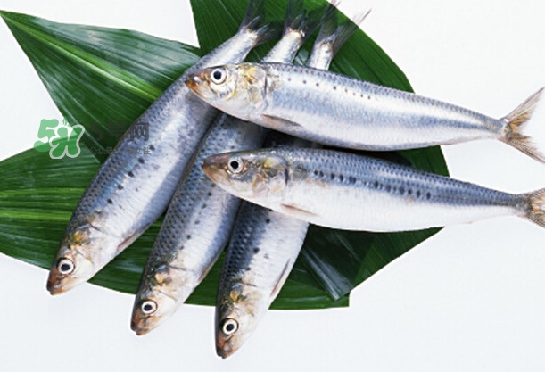 沙丁魚和秋刀魚有什么不一樣？秋刀魚和沙丁魚的區(qū)別