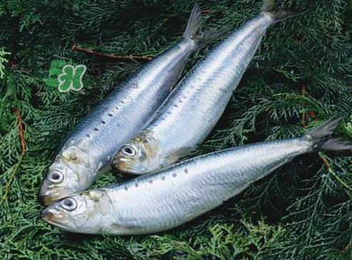 沙丁魚和秋刀魚有什么不一樣？秋刀魚和沙丁魚的區(qū)別