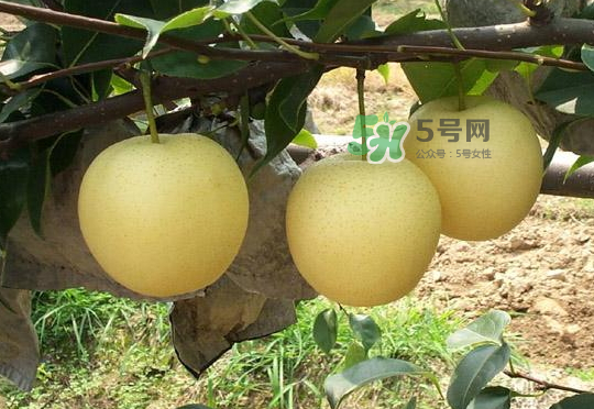 雪花梨是雪梨嗎？雪花梨和雪梨的區(qū)別