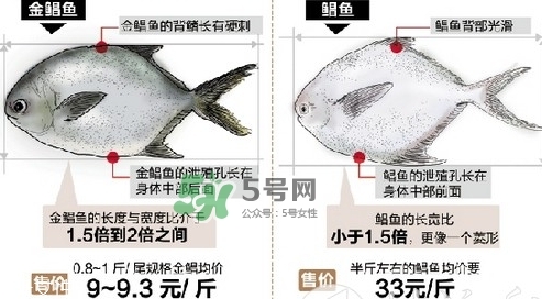 金鯧魚是海魚嗎？金鯧魚的刺多嗎？