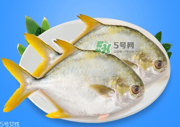 金鯧魚是海魚嗎？金鯧魚的刺多嗎？