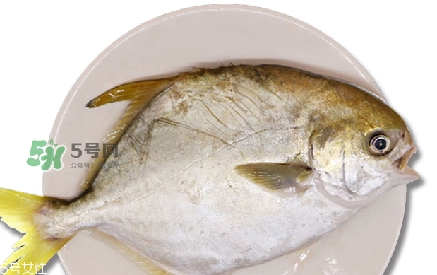 金鯧魚是海魚嗎？金鯧魚的刺多嗎？
