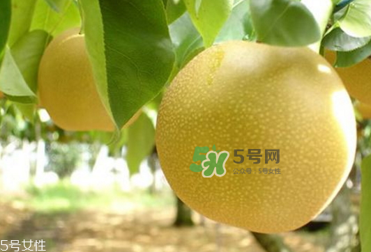 貢梨可以做冰糖雪梨嗎？貢梨可以燉川貝嗎？