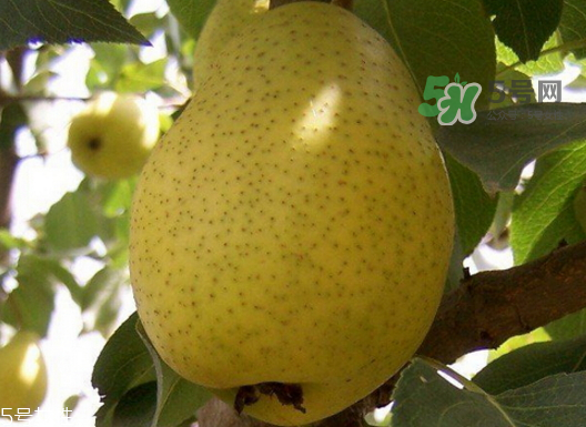 巴梨的營養(yǎng)價(jià)值 巴梨的功效和作用