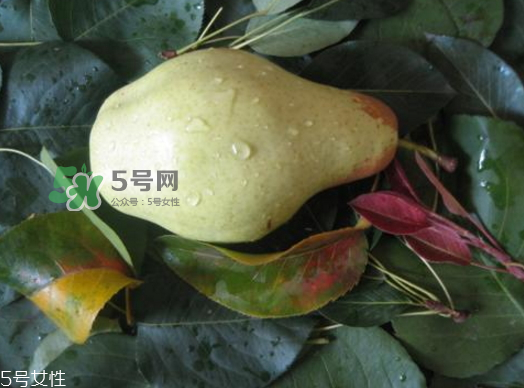 巴梨的營養(yǎng)價(jià)值 巴梨的功效和作用