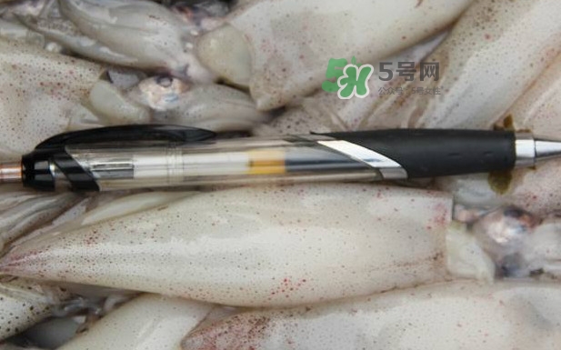 筆管魚是什么魚？筆管魚怎么吃