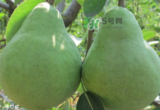 巴梨怎么吃？巴梨是熱性還是涼性的？