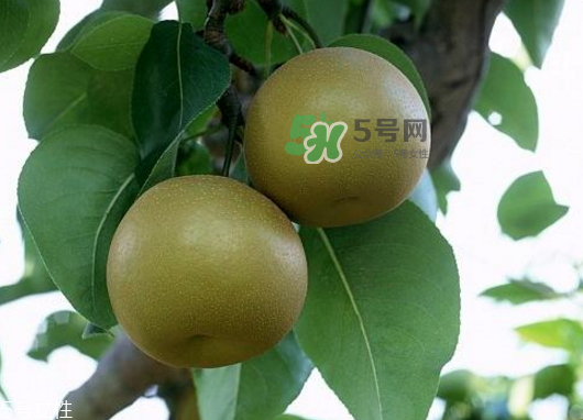沙梨孕婦可以吃嗎？沙梨的功效與作用