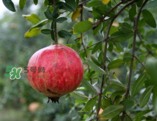 河陰石榴什么時(shí)候成熟？河陰石榴多少錢一斤？