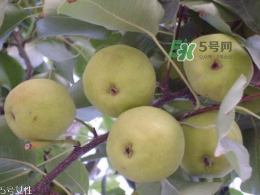 沙梨怎么做才好吃？沙梨的熱量