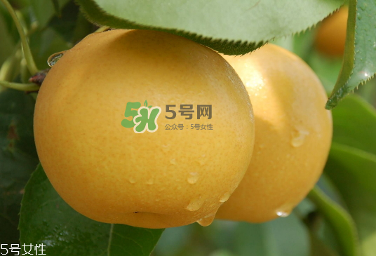 圓黃梨好吃嗎？圓黃梨的功效與作用