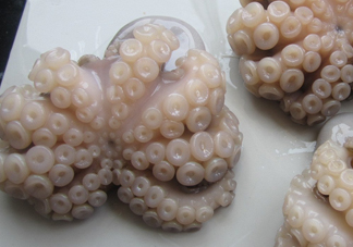 章魚有牙齒嗎？章魚天敵是什么