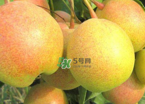 蘋果梨是轉(zhuǎn)基因還是變基因？蘋果梨的功效與作用