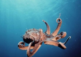 章魚是墨魚嗎？章魚有哪些特性