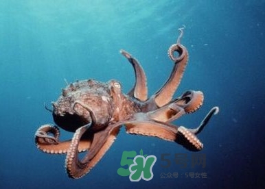 章魚是墨魚嗎？章魚有哪些特性