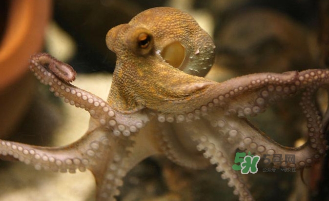 章魚會(huì)咬人嗎？章魚會(huì)吃人嗎