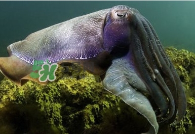 章魚是墨魚嗎？章魚有哪些特性