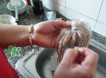 魷魚頭怎么切？魷魚怎么切花刀