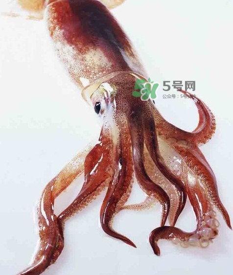 魷魚是墨魚嗎？魷魚和墨魚的區(qū)別