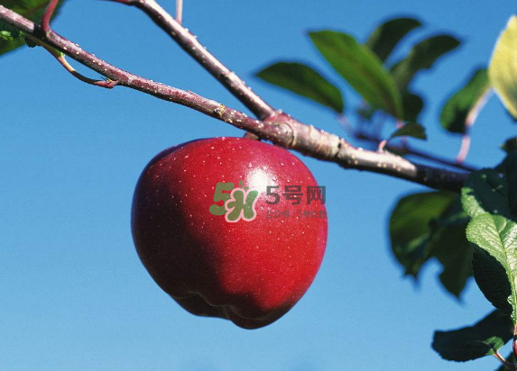 紅富士蘋果是哪里的？最好吃的蘋果排名