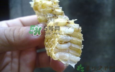蜂蛹和枸杞能一起泡酒嗎？蜂蛹和枸杞泡酒的功效
