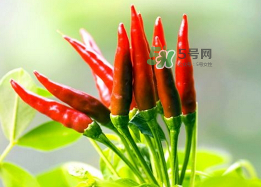 菜市場什么辣椒最辣？辣椒最辣的部分
