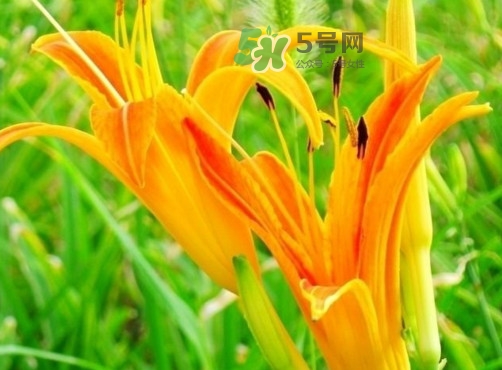 新鮮黃花菜怎么處理？干黃花菜怎么處理