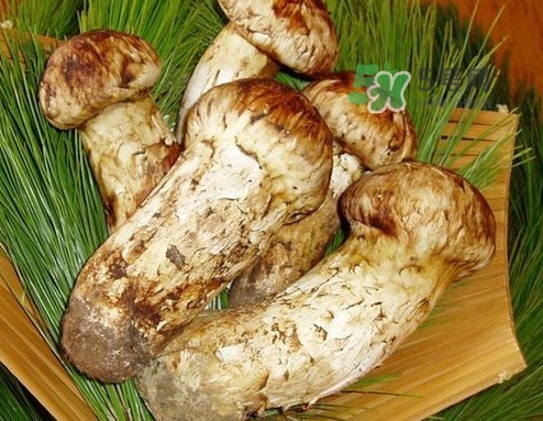 新鮮松茸可以放多久？新鮮松茸能不能冷凍
