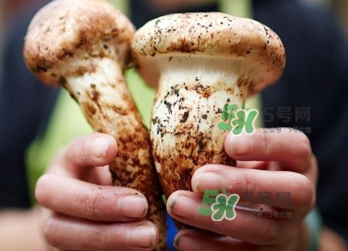 新鮮松茸用水焯嗎？新鮮松茸洗時(shí)用水浸泡嗎