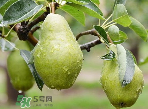 香蕉梨怎么熟的快？香蕉梨怎么變軟？