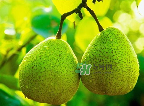 萊陽(yáng)梨什么時(shí)候成熟？萊陽(yáng)梨多少錢(qián)一斤？