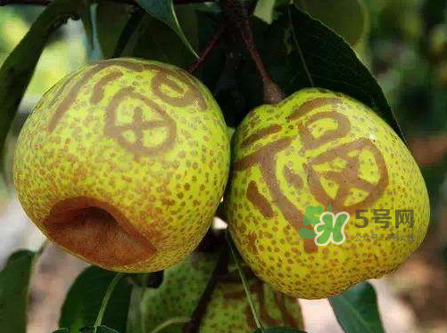 萊陽(yáng)梨什么時(shí)候成熟？萊陽(yáng)梨多少錢(qián)一斤？