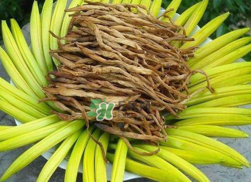 黃花菜是忘憂草嗎？黃花菜是不是金針菜