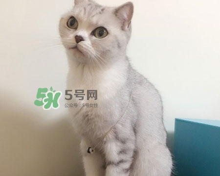 bvlgari寶格麗慈善款項(xiàng)鏈真假怎么辨別_真假對比圖