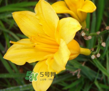 黃花菜是下奶的嗎？黃花菜是發(fā)奶的嗎