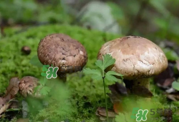 新鮮松茸用水焯嗎？新鮮松茸洗時(shí)用水浸泡嗎