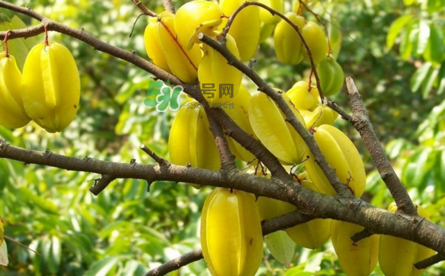 楊桃是什么季節(jié)的水果？楊桃怎么吃營養(yǎng)價值最高？