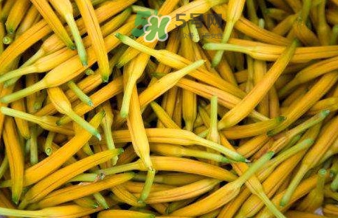 黃花菜是忘憂草嗎？黃花菜是不是金針菜
