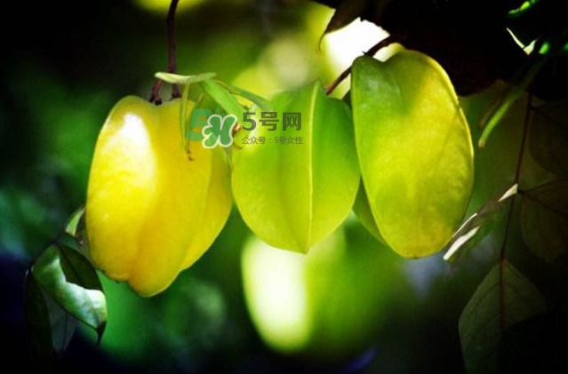 楊桃是什么季節(jié)的水果？楊桃怎么吃營養(yǎng)價值最高？