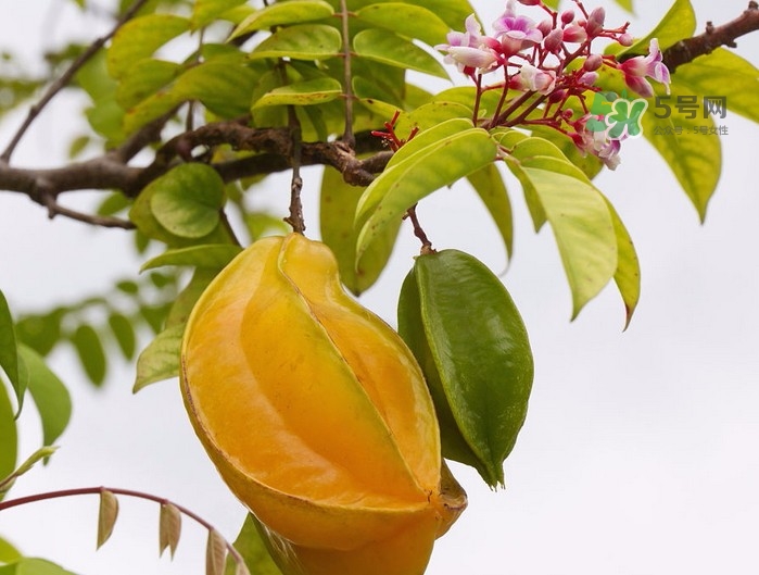 月經(jīng)期可以吃楊桃嗎？月經(jīng)期可以吃什么水果？