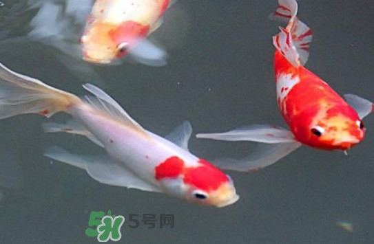 錦鯉多少錢一條？錦鯉怎么養(yǎng)不容易死