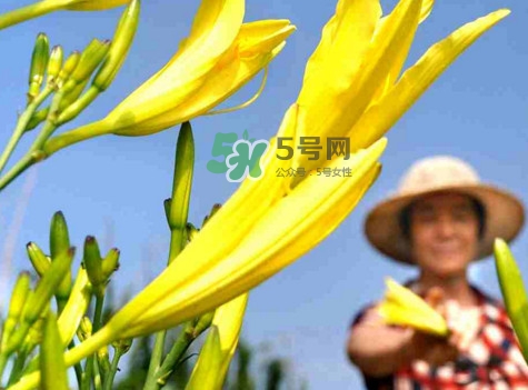黃花菜是下奶的嗎？黃花菜是發(fā)奶的嗎