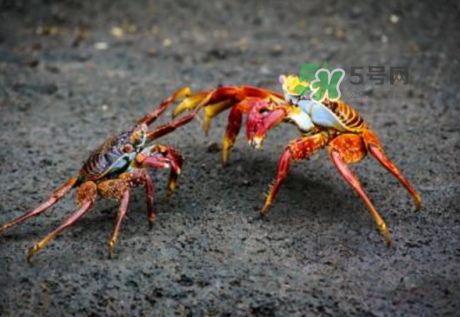 紅印蟹怎么回事？紅印蟹有什么不同？