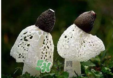 竹蓀怎么泡發(fā)？竹蓀怎么吃